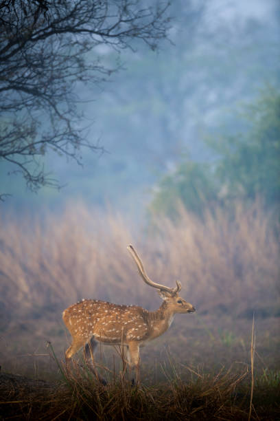 istock Spotted deer and beautiful landscape 1368811980