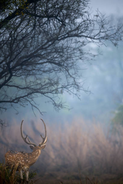 istock Spotted deer and beautiful landscape 1368811986