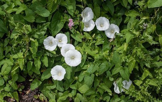 close-up of the flowers of calystegia sepium with white petals