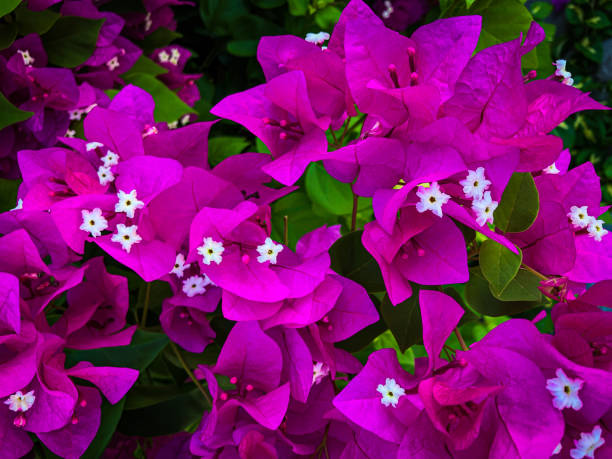 Purple Bouganvillea flower Close-up of pink Bouganvillea flower bougainvillea stock pictures, royalty-free photos & images