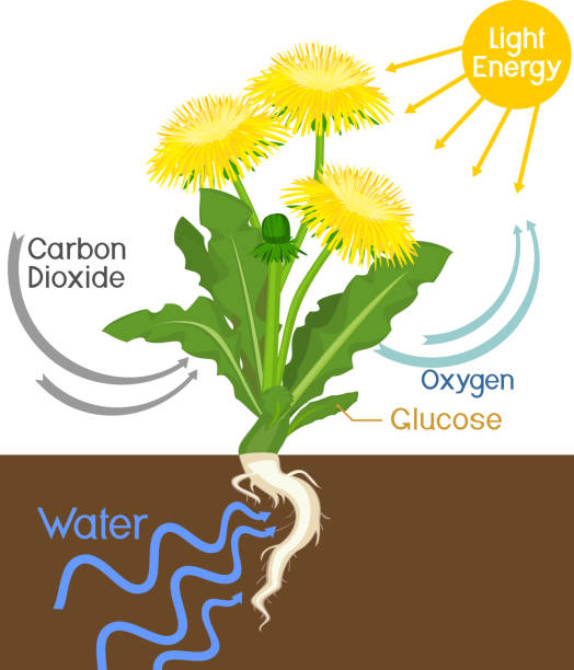 illustrations, cliparts, dessins animés et icônes de schéma de photosynthèse végétale sur exemple de plante de pissenlit (taraxacum officinale) isolée sur fond blanc - photosynthèse