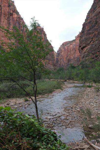 istock Zion National Park, Utah, USA 1368814776