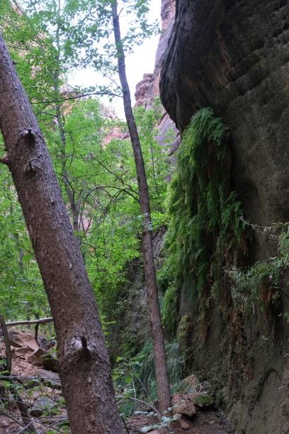 istock Zion National Park, Utah, USA 1368814806