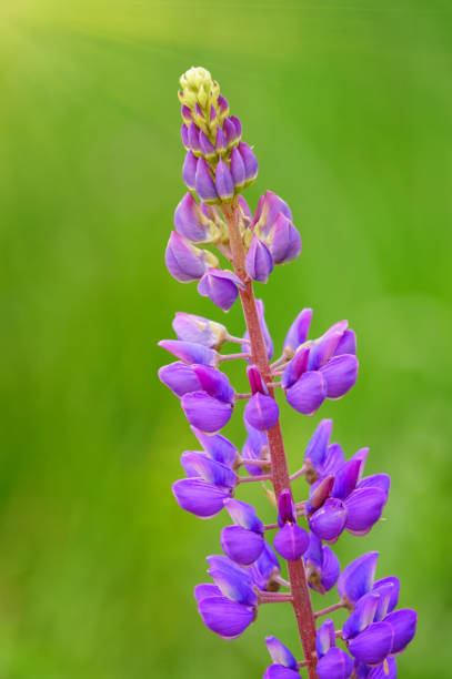 istock pink lupine flower close-up 1368815102