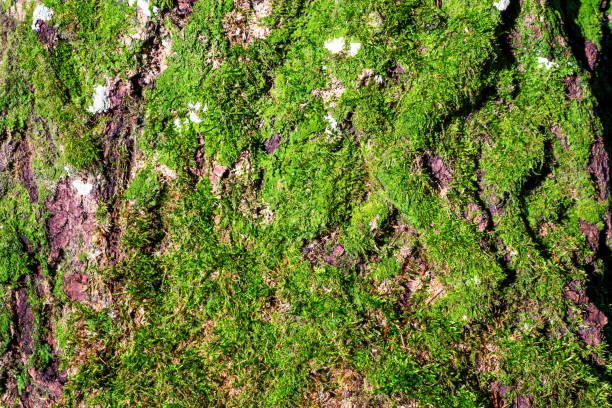Texture of the pine, bark. Natural structure of pine tree bark with moss.