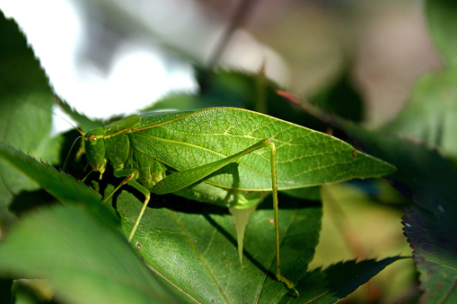 Grasshopper eating leaf and looking at camera - animal behavior.