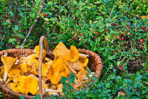 A basket with edible funnel chanterelle mushrooms standing on the moss in the forest. Photo taken in Sweden.