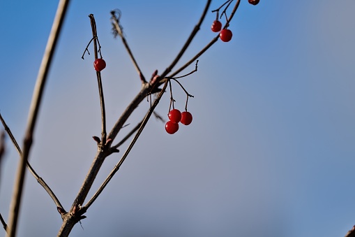 berries at the branches on the bank of the river Neckar near Stuttgart