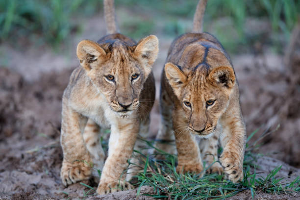 cucciolo di leone nella riserva di caccia di mashatu - mashatu game reserve foto e immagini stock