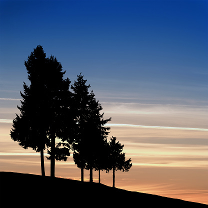 pine trees in silhouette at dusk, square frame (XL)