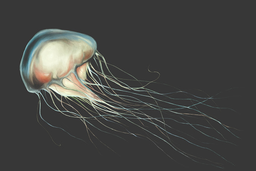 Illustration of black and white jellyfish swimming