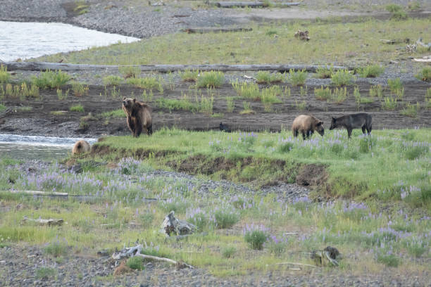 istock Grizzly bear and cubs and wolf beside river 1368825690