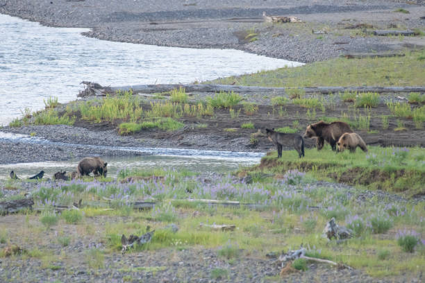 istock Grizzly bear and cubs and wolf together beside river 1368825705