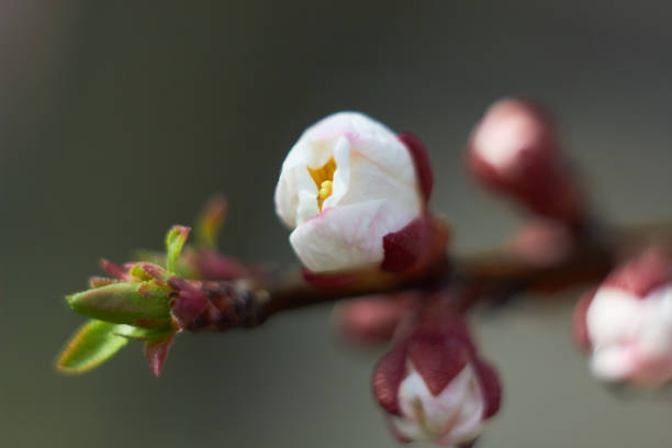 bocciolo di fiore di albicocca su un ramo d'albero, ramo con boccioli di alberi. foto macro. bellezza della natura. primavera, giovinezza, concetto di crescita. - spring bud horizontal color image foto e immagini stock