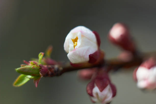 木の枝にアプリコット花芽、木の芽と枝。マクロ写真。自然の美しさ。春、若者、成長コンセプト。 - branch blossom flower peach tree ストックフォトと画像