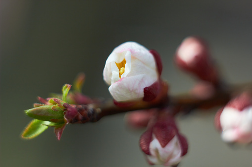 Close-up of pink cherry blossoms with a blue sky in the background.