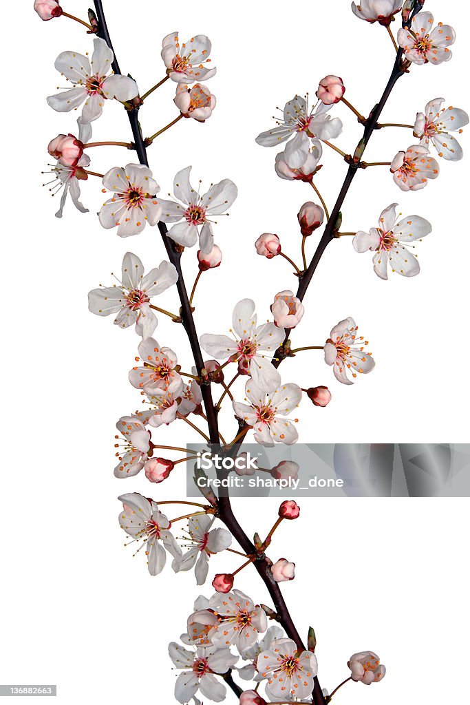 Fleurs de cerisier printanières - Photo de Arbre libre de droits