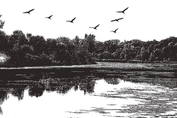 Lake with geese flying in V-Formation Vector illustration of tranquil Lake with geese flying in V-Formation goose bird stock illustrations