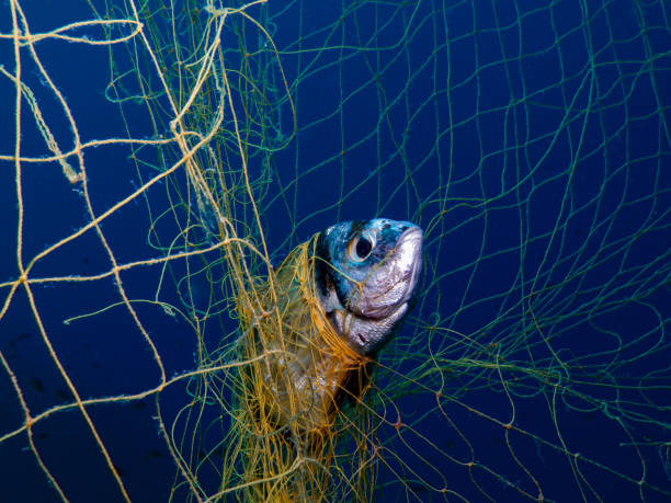 1,800+ Fishing Net Underwater Stock Photos, Pictures & Royalty-Free Images  - iStock