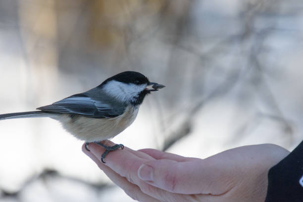 istock Chickadee eating from a lady's hand 1368828164