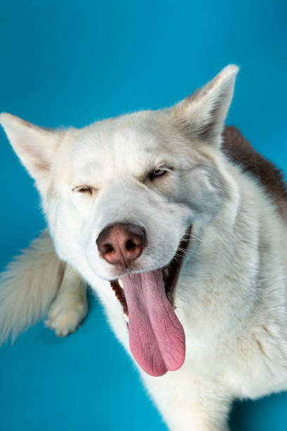 istock White Siberian Husky dog on blue background 1368828455