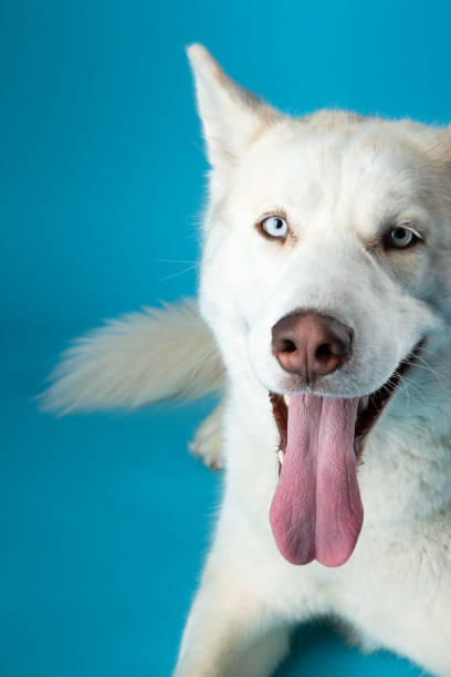 istock White Siberian Husky dog on blue background 1368828988
