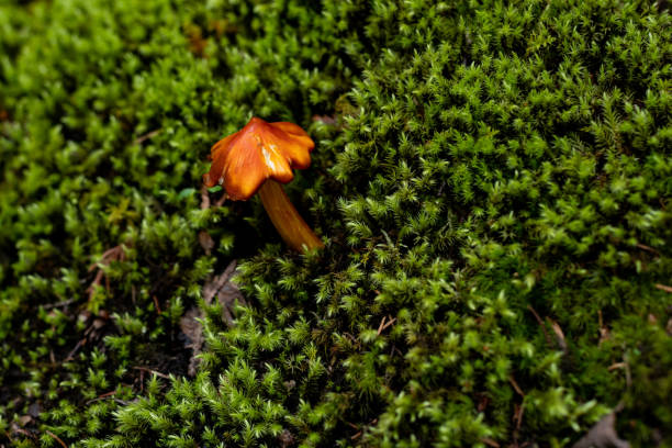 Orange mushroom in green plant field stock photo