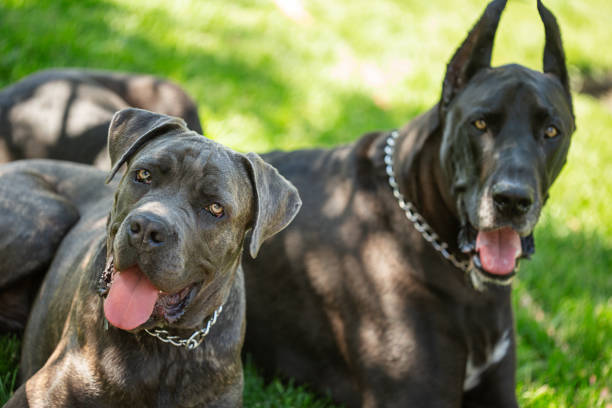 Two black dog brothers laying on grass stock photo