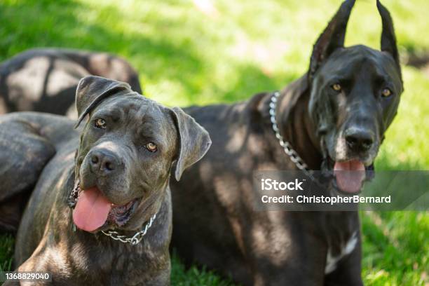 Two Black Dog Brothers Laying On Grass Stock Photo - Download Image Now - Cane Corso, Great Dane, Dog