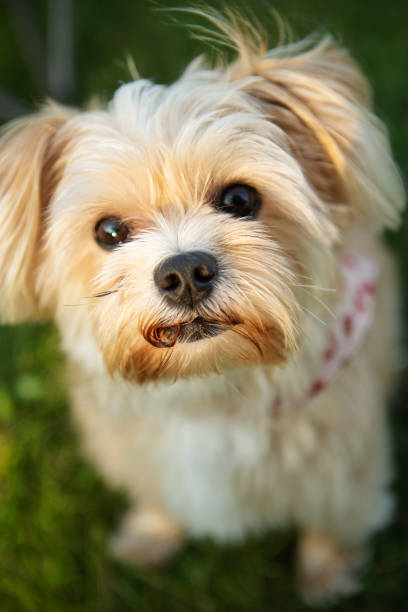 istock Small Dog Outdoor Portrait 1368829058
