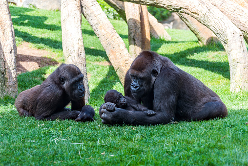 Mother and father gorilla with puppy on grass