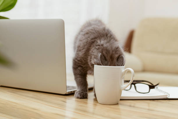 A gray kitten drinks from a mug while sitting at a table next to a laptop. A break during work. Work from home. pets as people