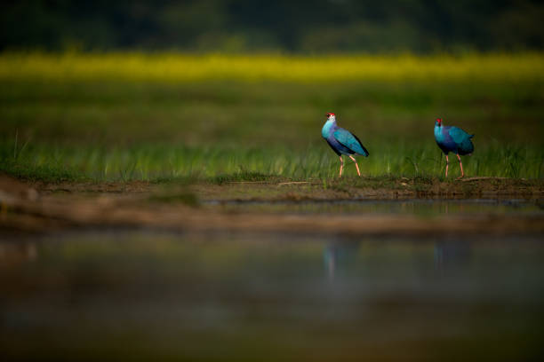 istock Purple swamphen 1368833866