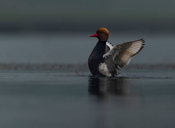 Red crested pochard Migratory small birds shot in Chupi char, west bengal. Winter migratory bird to India netta rufina stock pictures, royalty-free photos & images