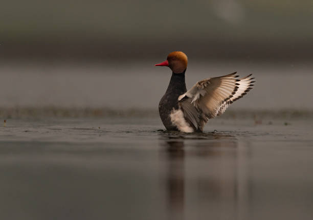Red crested pochard Migratory small birds shot in Chupi char, west bengal. Winter migratory bird to India netta rufina stock pictures, royalty-free photos & images