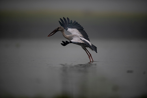 They are water inwading birds which eat snails. when mandibles close there is gap so they are called open billed storks