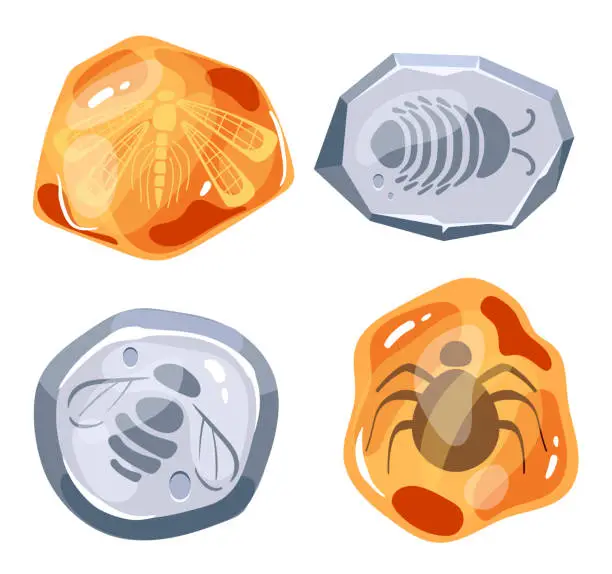 Vector illustration of Fossil insects covered in resin and stone isolated set. Vector flat graphic design illustration