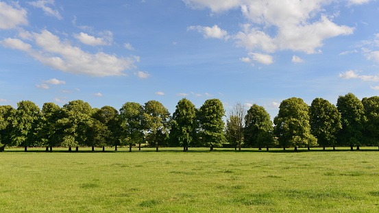 Scenic view of a row of trees standing in a green field with a blue sky above