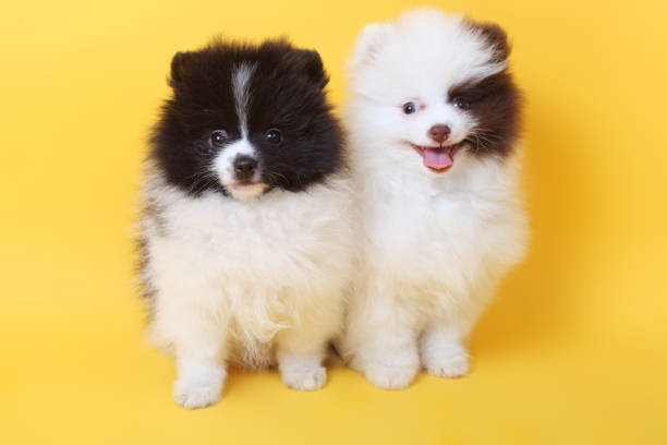 merry cute little spitz puppies