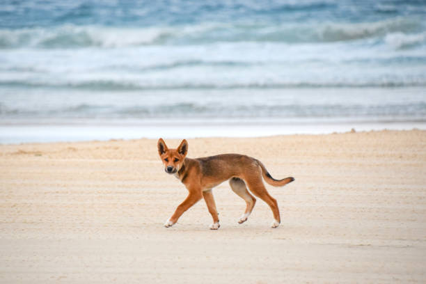 Dingo pup running across the beach Dingo pup patrolling the beach on Fraser Island fraser island stock pictures, royalty-free photos & images