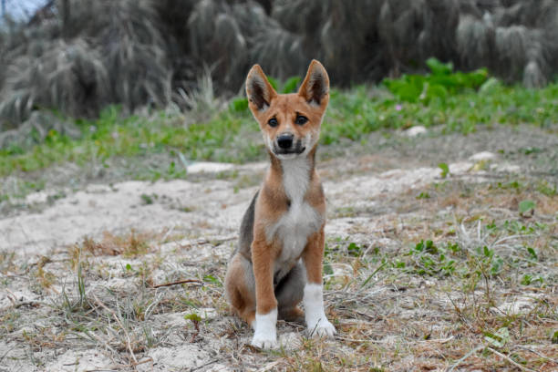 istock Dingo pup on Fraser Island 1368837162