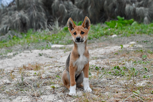 Inquisitive dingo pup on Fraser Island