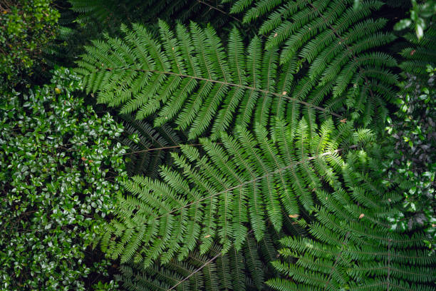 fougère arborescente au milieu de la forêt. vue de dessus. nouvelle-zélande - silver fern photos et images de collection