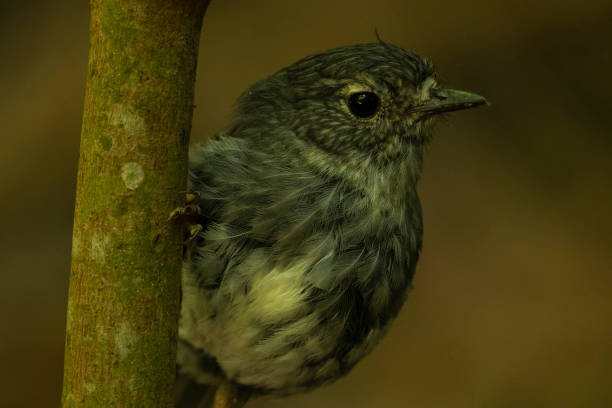 istock Robin bird posing on a branch. New Zealand 1368837247