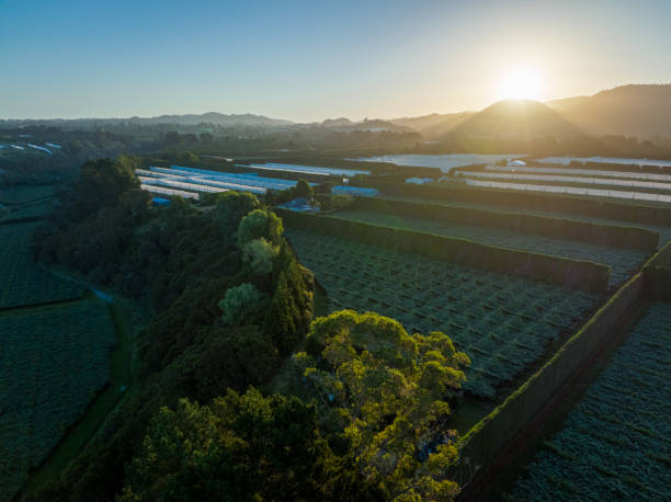 Kiwifruit orchards at sunset. Aerial view. Te Puke, Bay of Plenty. New Zealand stock photo