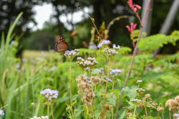 A cheerful Danaus gilippus, Queen Butterfly alights on a Conoclinium greggii, Mistflower in a welcoming Texas garden.