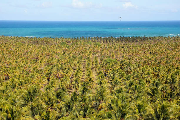 istock view of coconut trees on Gunga beach, Alagoas coast 1368839029