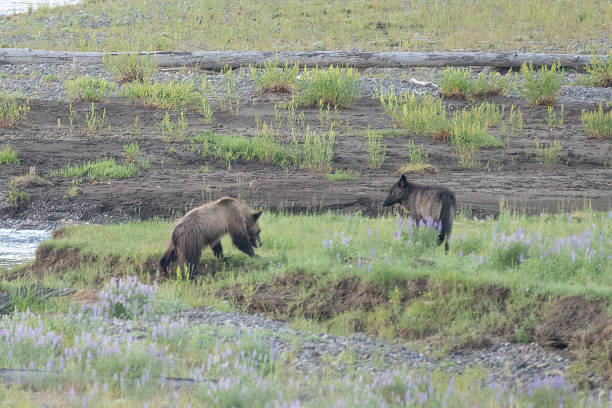 istock Grizzly bear cub versus a wolf 1368839181