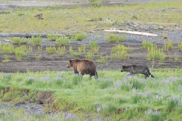 istock Wolf sneaking up on Grizzly bear 1368839189