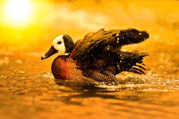 The white-faced whistling ducks come from Africa and South America and feed on seeds and plants.